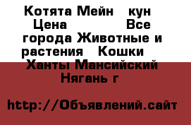 Котята Мейн - кун › Цена ­ 19 000 - Все города Животные и растения » Кошки   . Ханты-Мансийский,Нягань г.